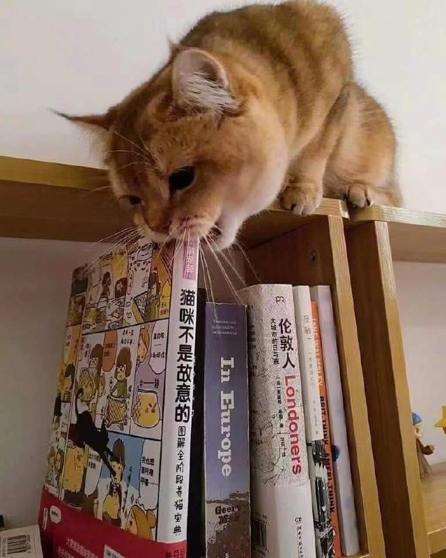还说不是故意的？#猫猫