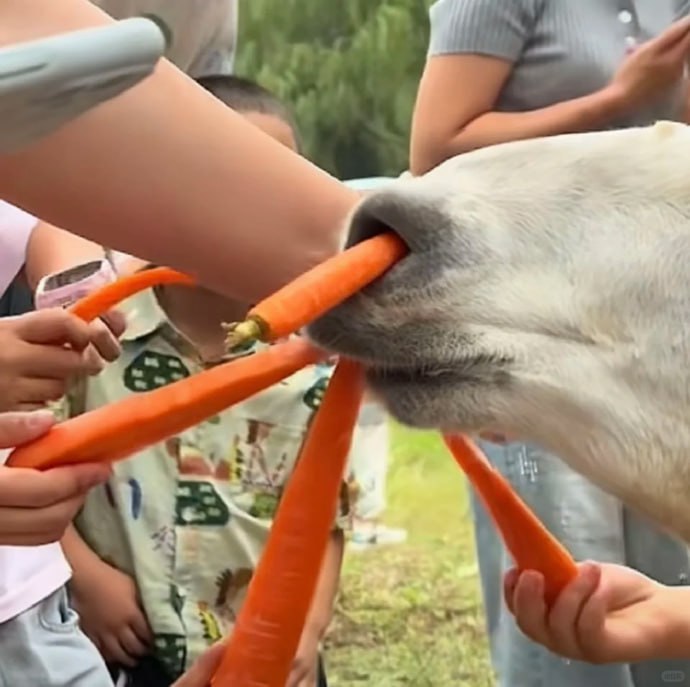 动物园羊驼被投喂撑到翻白眼国庆假期期间，江苏南通森林野生动物园的羊驼因游客过度投喂，出现“眼睛翻白”、紧咬牙关等吃撑症状