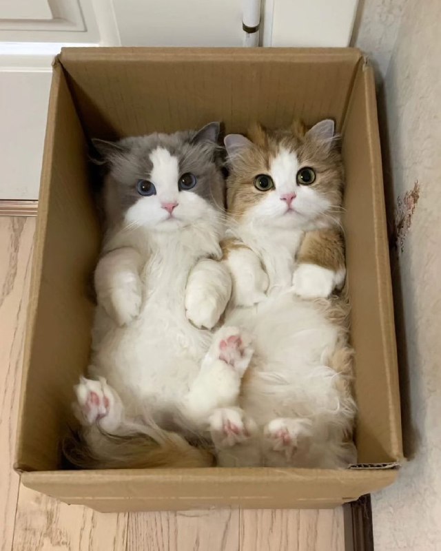 #猫猫