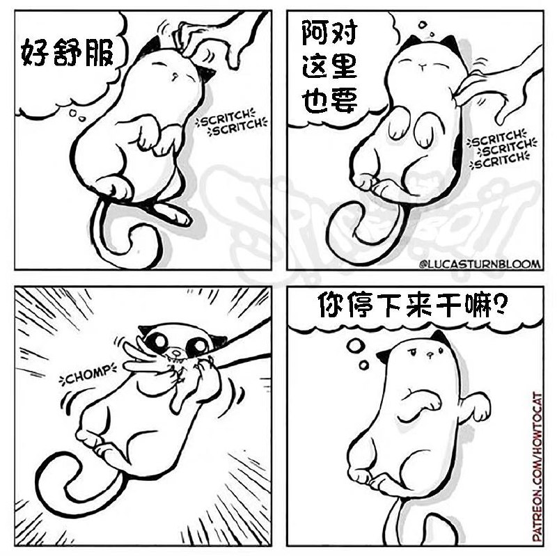 鸡掰 #猫猫