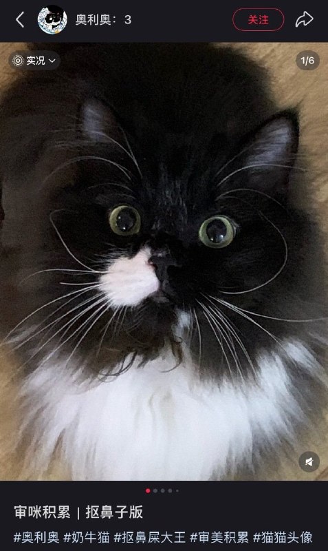 （抠鼻#猫猫