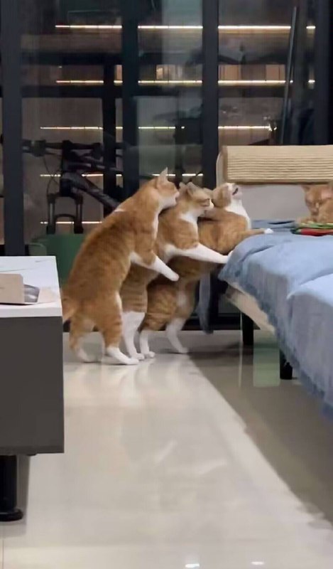 #猫猫