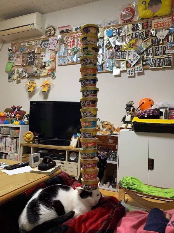 #猫猫