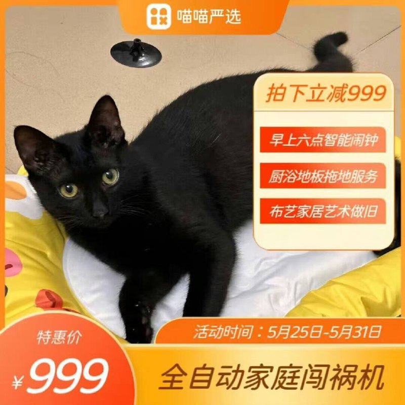 一些坏 #猫猫一些坏 #猫猫