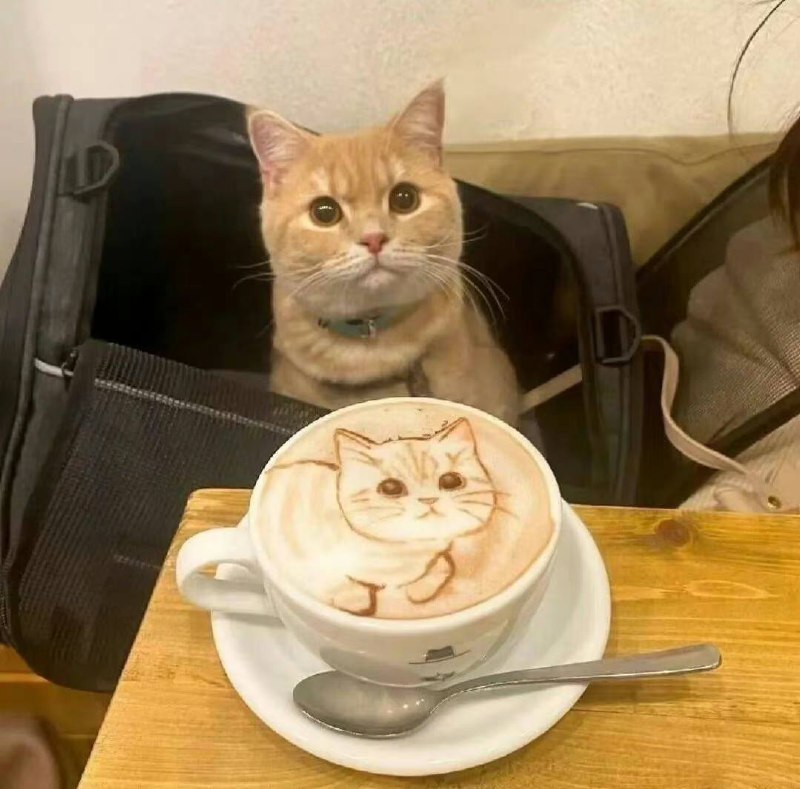 #猫猫