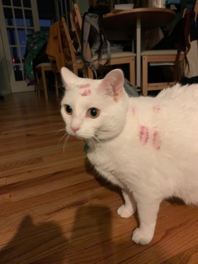 #猫猫#猫猫