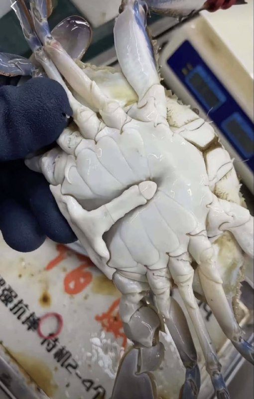 一张图教会你分螃蟹公母🤔