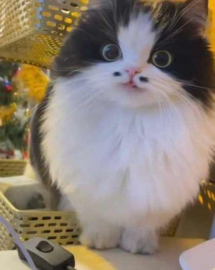 “我这八字胡怎么样”  #猫猫“我这八字胡怎么样”  #猫猫