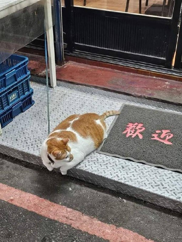 #猫猫#猫猫