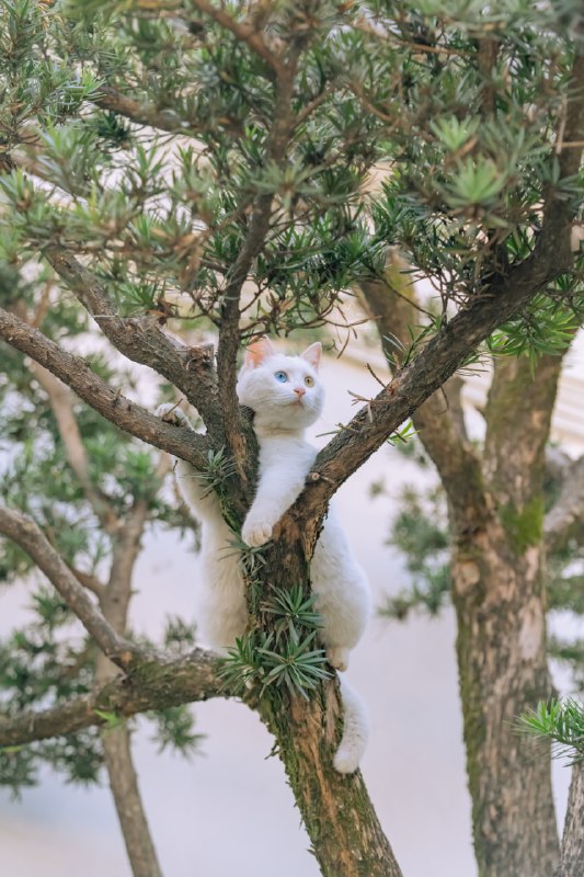 #猫猫（原图见评论区）