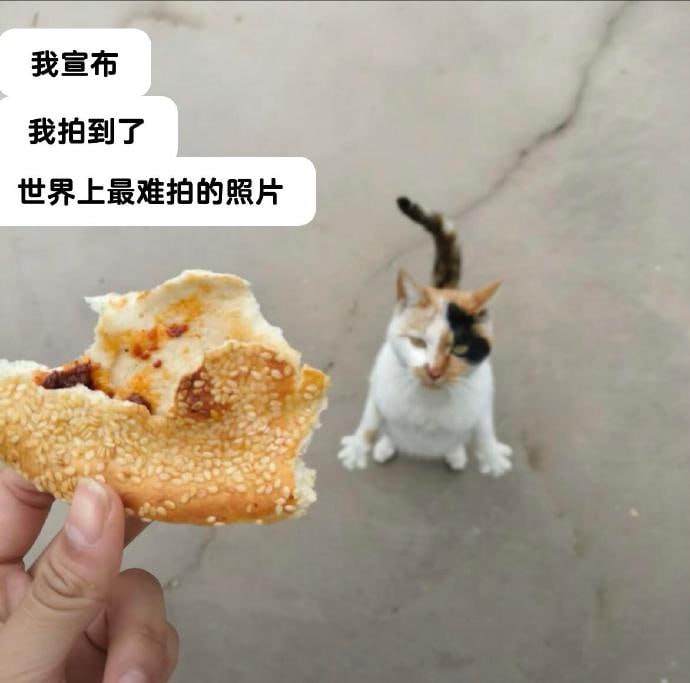 😁#猫猫