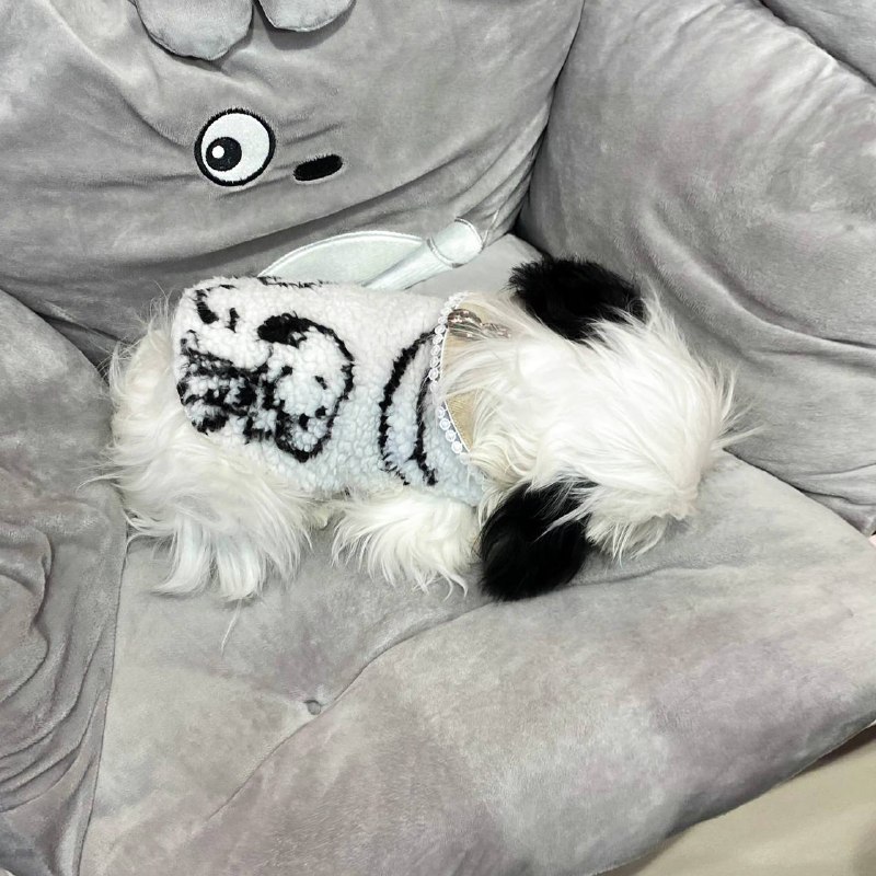 #狗狗#狗狗
