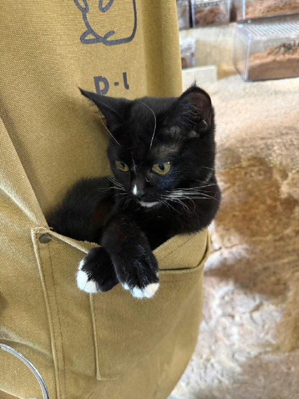 优雅😑#猫猫