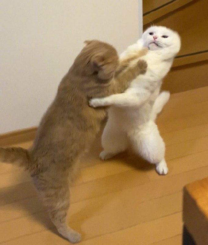橘猫跟白猫打架，结果白猫被打得脸都快变形了！#猫猫橘猫跟白猫打架，结果白猫被打得脸都快变形了！#猫猫