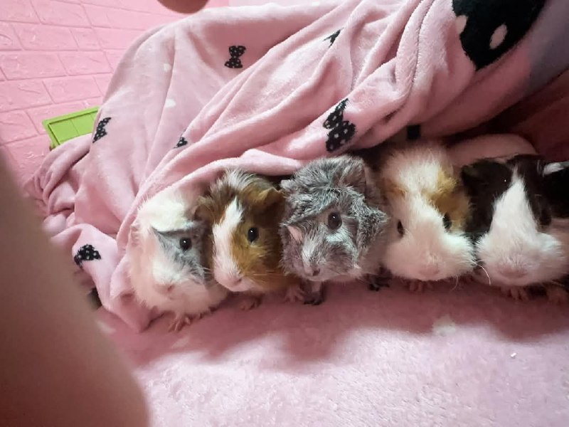 #鼠鼠#鼠鼠