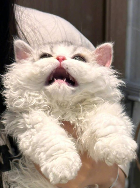 #猫猫#猫猫