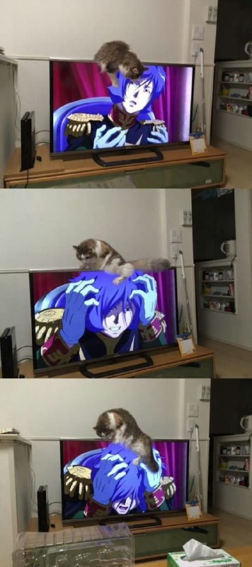 #猫猫