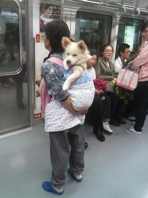 #狗狗