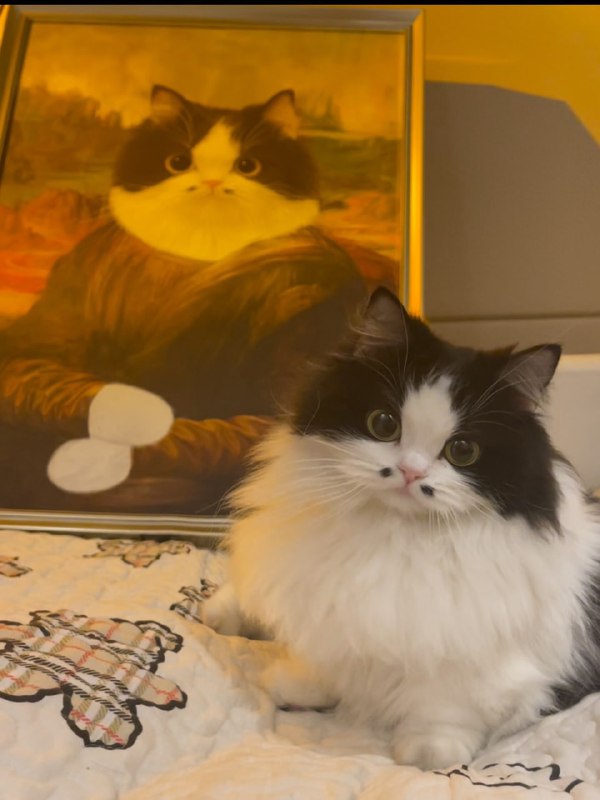 #猫猫 八字胡#猫猫 八字胡