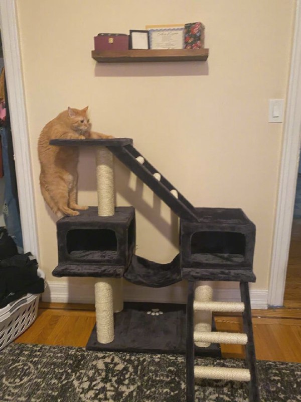 新买的猫爬架到了，但是我好像高估了我家猫新买的猫爬架到了，但是我好像高估了我家猫