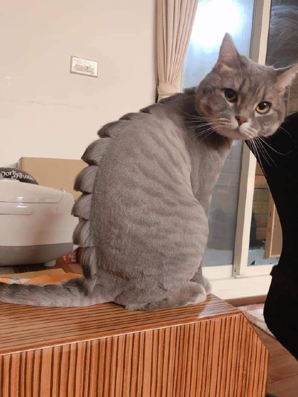 #猫猫