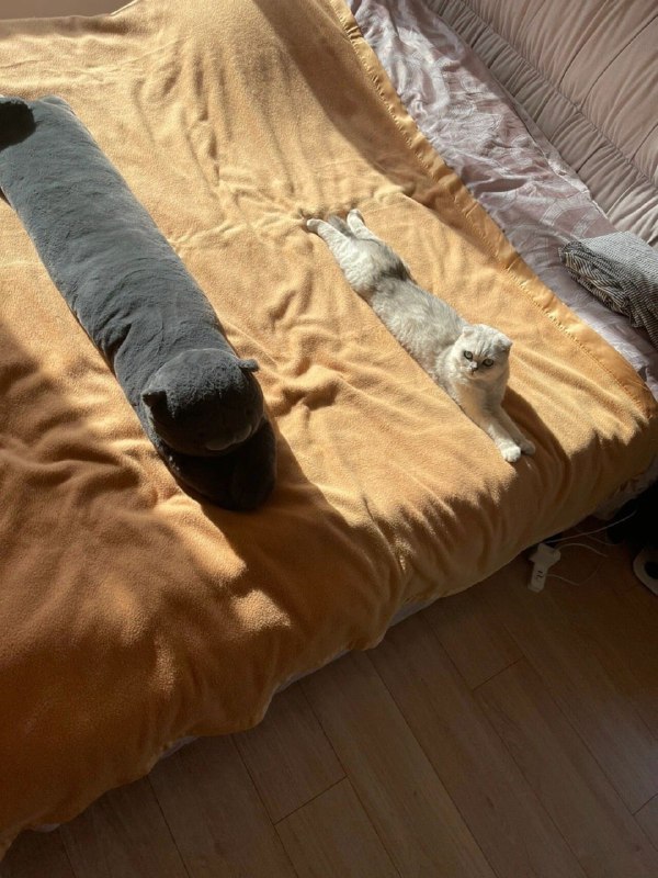 #猫猫#猫猫