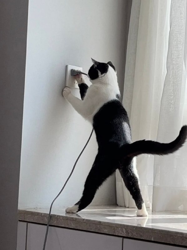 电 工 使 者#猫猫电 工 使 者#猫猫