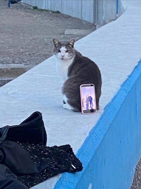 干嘛#猫猫干嘛#猫猫