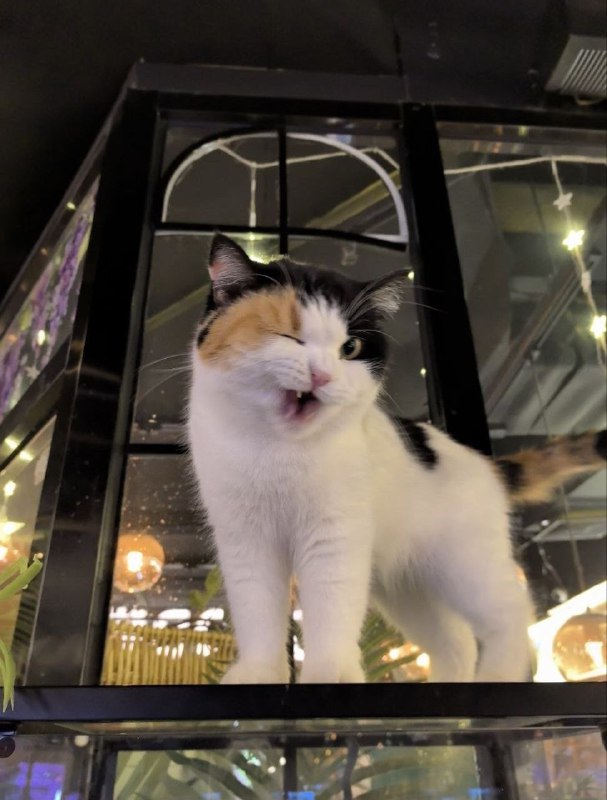 #猫猫