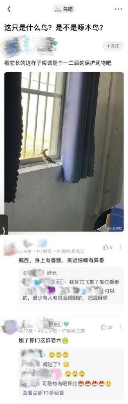 😂 什么香香鸡