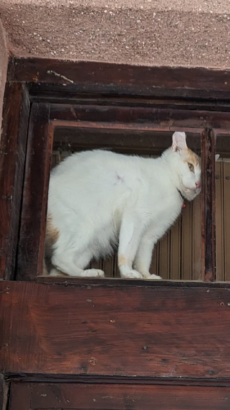 #猫猫#猫猫