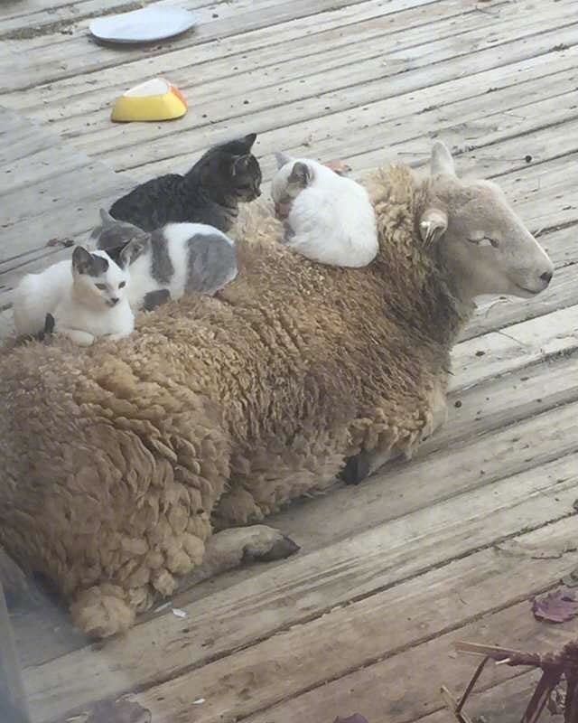 纯羊猫床垫儿纯羊猫床垫儿