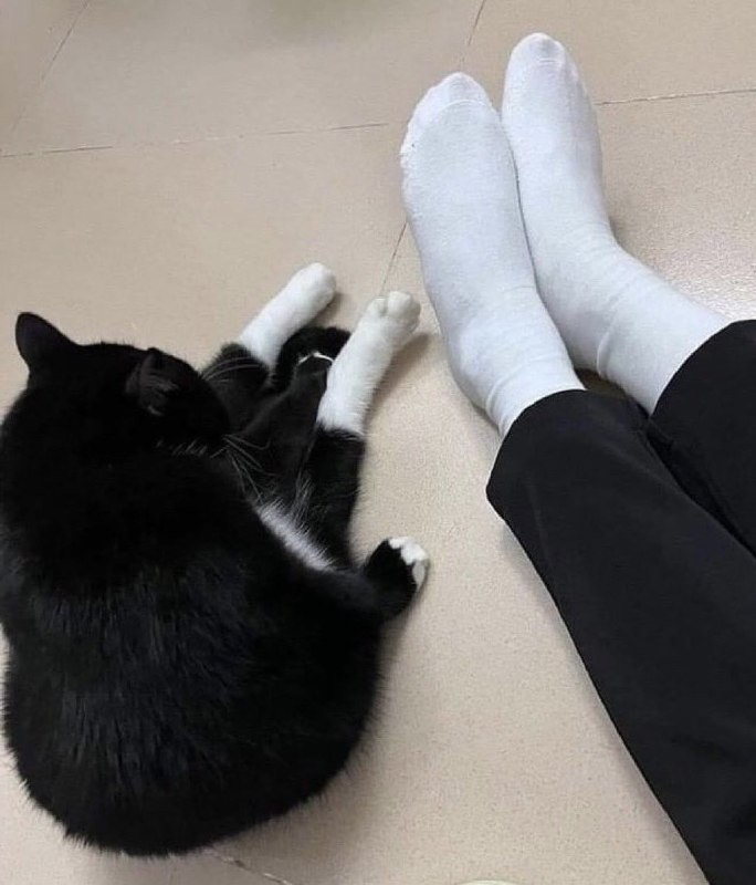 和主人同款白袜子的喵😁#猫猫