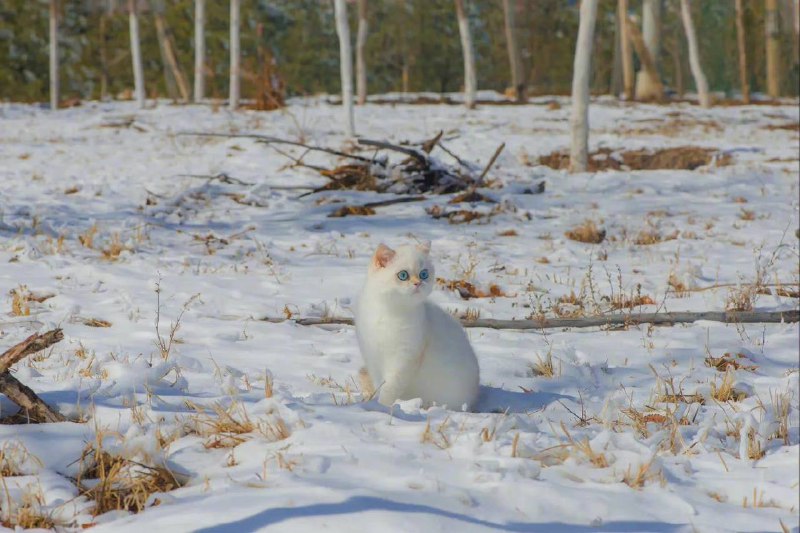 #猫猫雪地精灵#猫猫雪地精灵