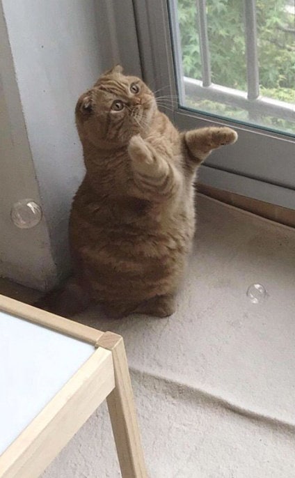 #猫猫#猫猫