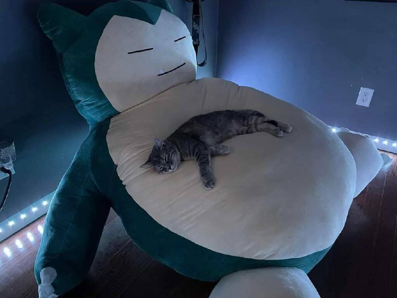 #猫猫