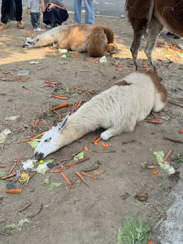 动物园羊驼被投喂撑到翻白眼国庆假期期间，江苏南通森林野生动物园的羊驼因游客过度投喂，出现“眼睛翻白”、紧咬牙关等吃撑症状