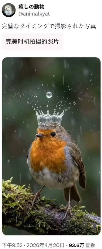 是鸟王！