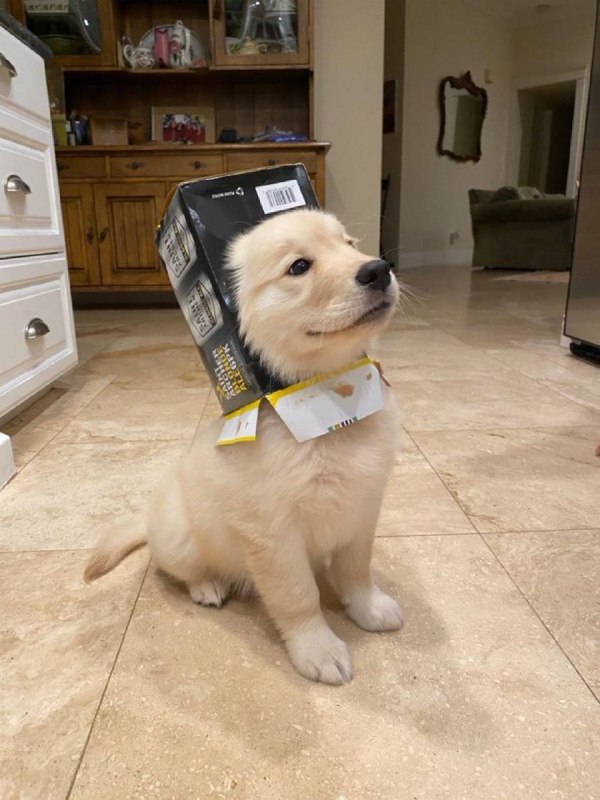 #狗狗