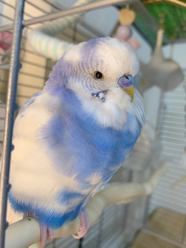 一些鹦鹉🦜一些鹦鹉🦜