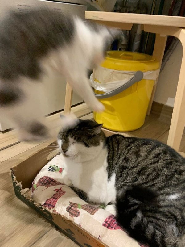 喵喵飞踢！#猫猫