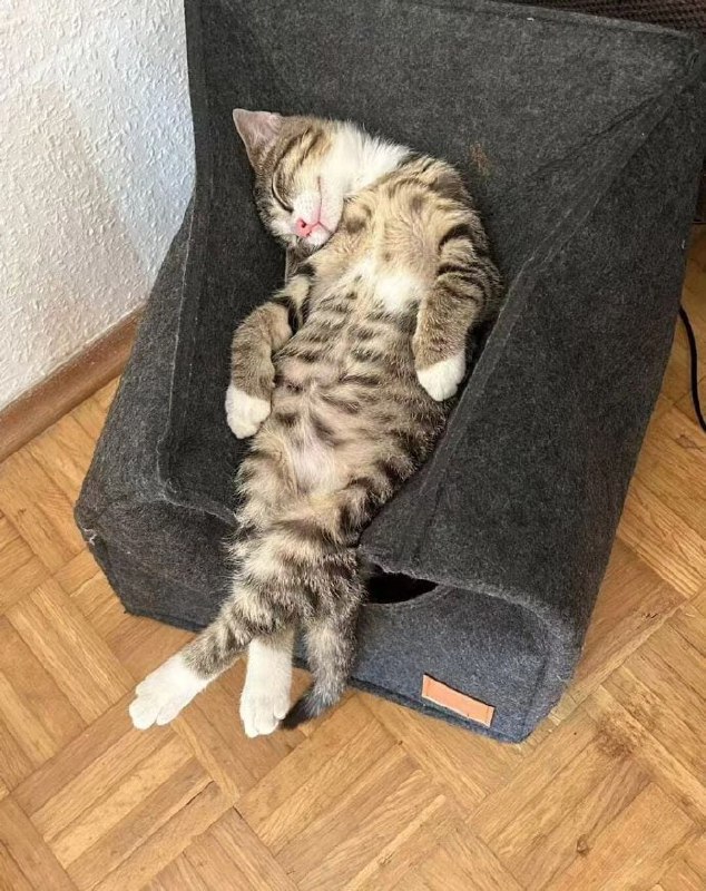 💤#猫猫