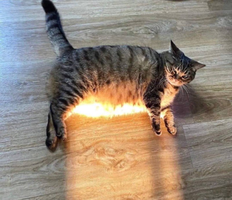 #猫猫#猫猫