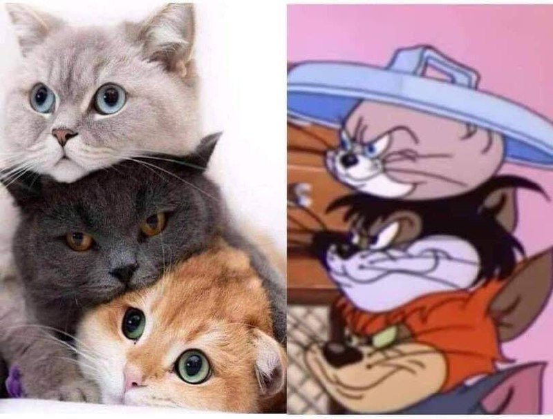 #猫猫