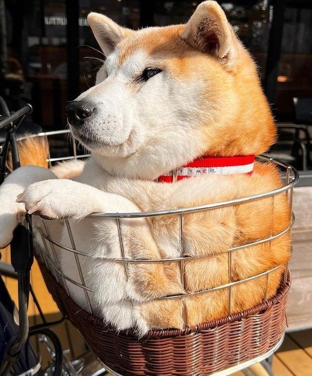 菠萝包柴柴……菠萝包柴柴……