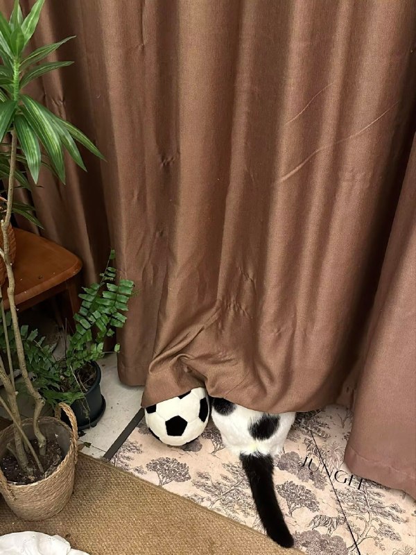 足球喵⚽️#猫猫足球喵⚽️#猫猫