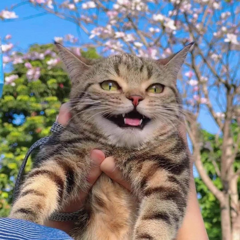 春天的猫猫  #猫猫春天的猫猫  #猫猫
