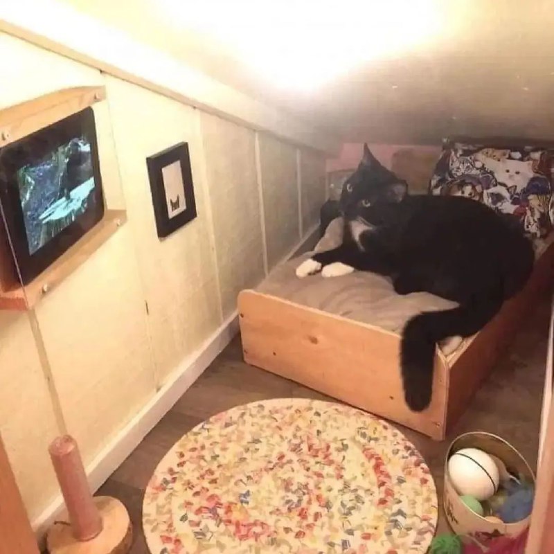 #猫猫 的卧室#猫猫 的卧室