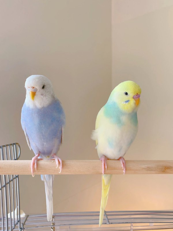 一些鹦鹉🦜一些鹦鹉🦜