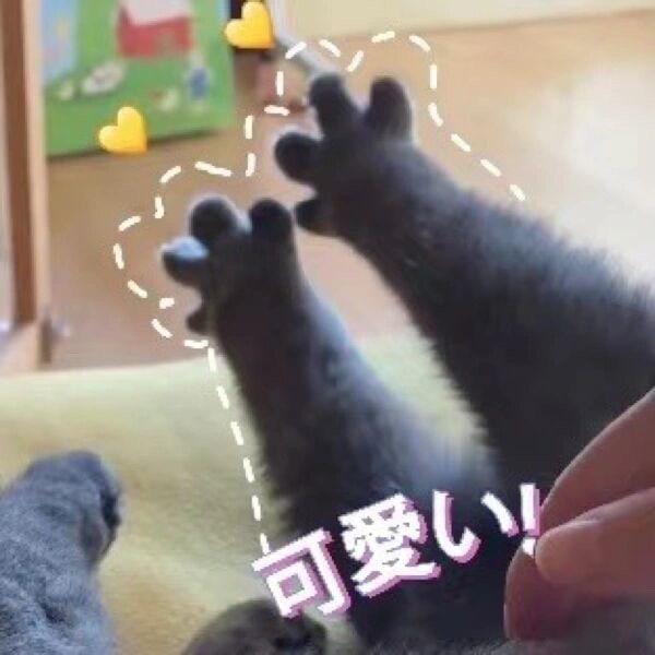 #猫猫#猫猫
